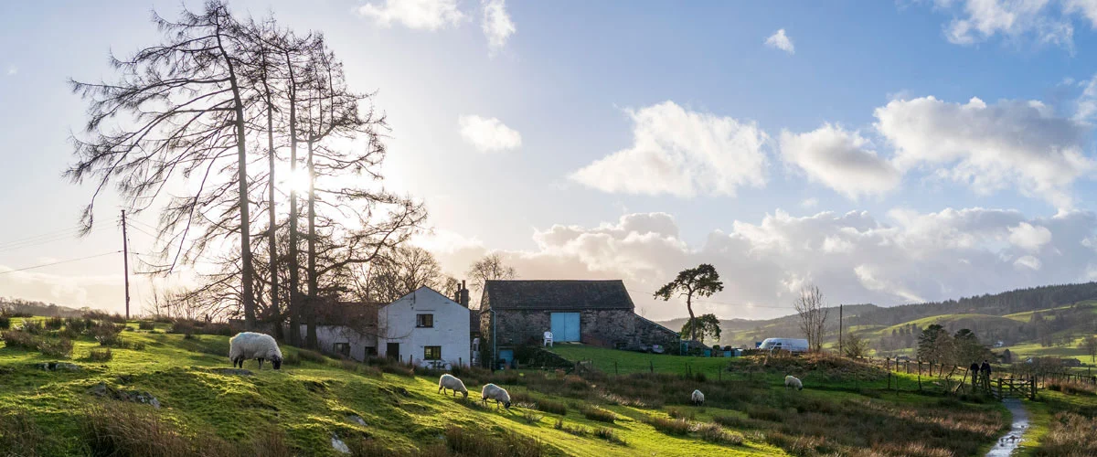 Typical English landscape with sheep